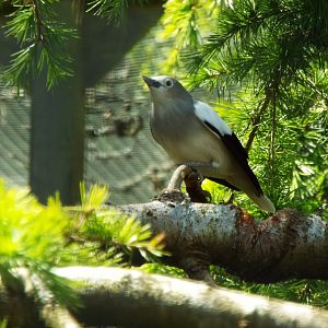 ID? Beale Wildlife Park