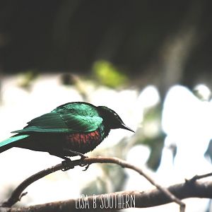 emerald starling