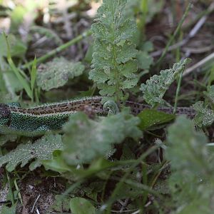 Sand Lizard at Chester Zoo 03-06-2023