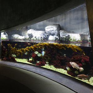 North Pacific Preview Tank