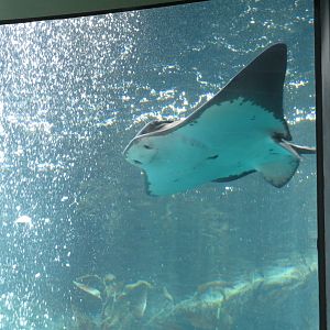 Bat Ray