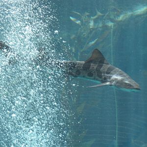Leopard Shark