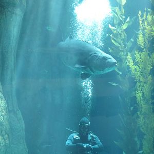 Giant Sea Bass w/ Diver