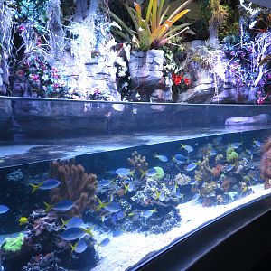 Coral Lagoon Tank