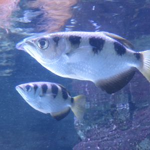 Banded Archerfish