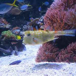 Longhorn Cowfish