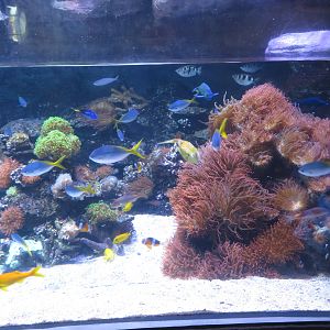 Variety of Tropical Reef Fish