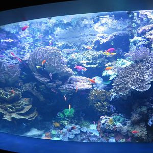 Another Reef Tank