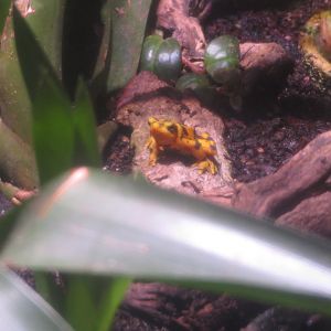 Panamanian Golden Toad