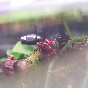 Anthony's Poison Dart Frogs