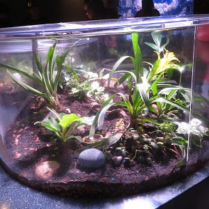 Tropical Frog Terrarium