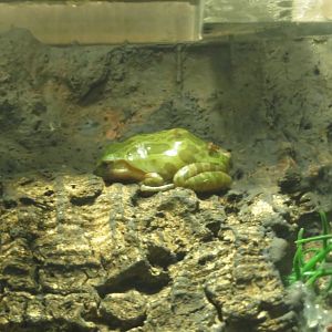 Northern Pacific Tree Frog