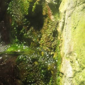 Vietnamese Mossy Frog