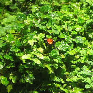 Red-backed Poison Frog