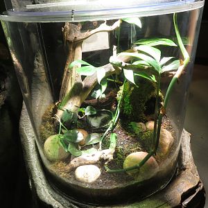 Frog Terrarium