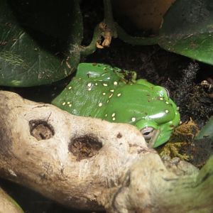 Magnificent Tree Frog