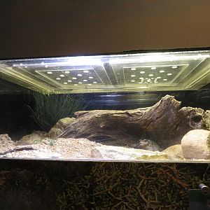 Colorado River Toad Tank
