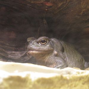 Colorado River Toad