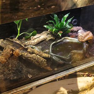 California Tiger Salamander