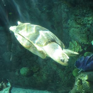 Olive Ridley Sea Turtle