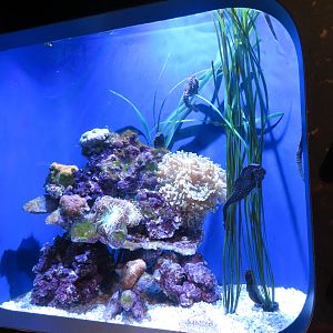 Spotted Seahorse Tank