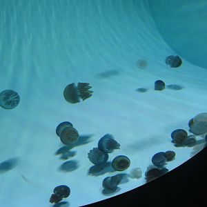 Blue Blubber Jellyfish