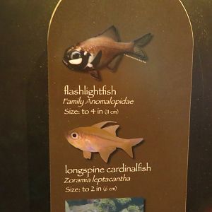 Signage for Flashlightfish