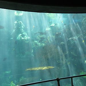 Oceanside Reef Tank