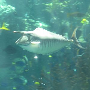 Humpback Unicornfish