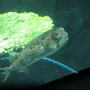 Spiny Porcupinefish