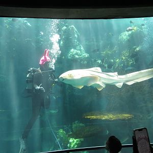 Zebra Shark and Diver