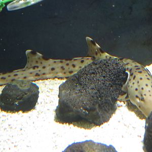Epaulette Shark