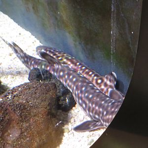 Coral Catshark