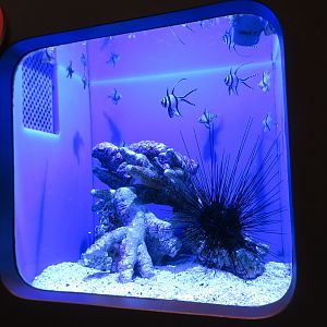 Banggai Cardinalfish Tank
