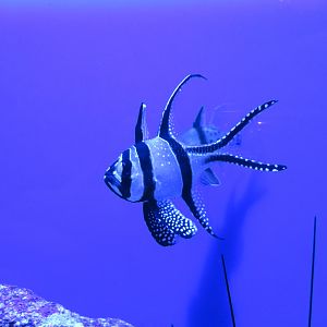 Banggai Cardinalfish (juvenile)
