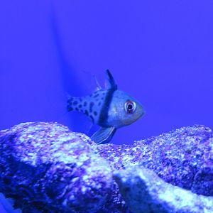 Pajama Cardinalfish (juvenile)