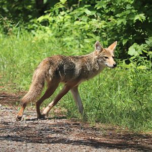 Coyote