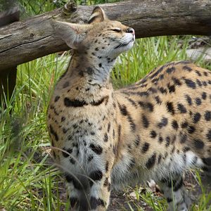 Serval at the Greensboro Science Center