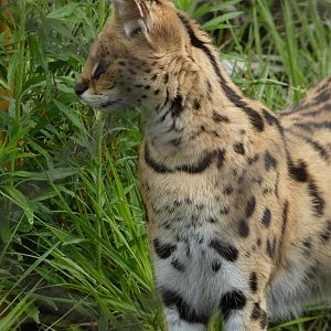 Serval at the Greensboro Science Center