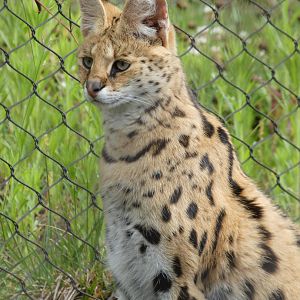 Serval at the Greensboro Science Center
