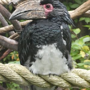 Trumpeter Hornbill at the Greensboro Science Center