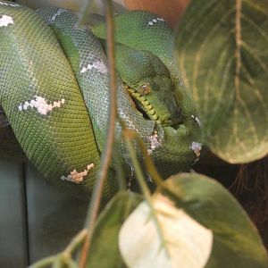Emerald Tree Boa at the Greensboro Science Center