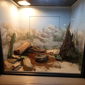 Sinaloan Milk Snake at the Greensboro Science Center