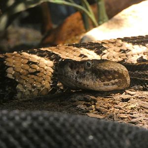 Timber Rattlesnake at the Greensboro Science Center