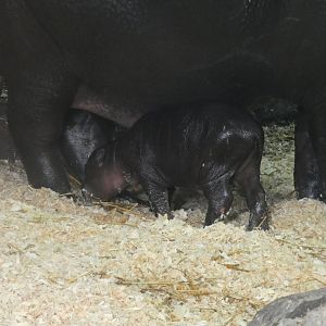 Baby Pygmy Hippo at the Greensboro Science Center