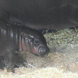 Baby Pygmy Hippo at the Greensboro Science Center