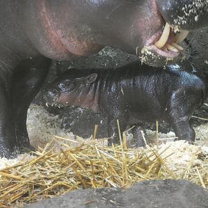 Baby Pygmy Hippo at the Greensboro Science Center