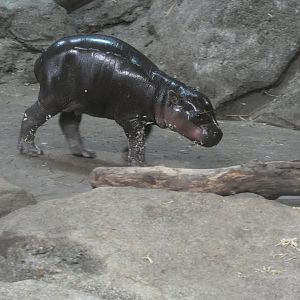 Baby Pygmy Hippo at the Greensboro Science Center