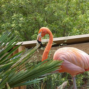 Caribbean Flamingo at the Greensboro Science Center