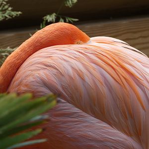 Caribbean Flamingo at the Greensboro Science Center